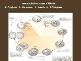 Maybe you would like to learn more about one of these? Chromosomes And Cell Reproduction Cell Growth Most Living