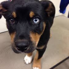A place for really cute pictures and videos!. Beautiful Rottweiler Husky Mix Puppy Rottweiler Mix Rottweiler Puppies Rottweiler Husky Mix