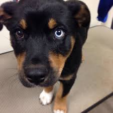 The rottweiler husky mix is athletic, independent, and intelligent. Beautiful Rottweiler Husky Mix Puppy Rottweiler Mix Rottweiler Puppies Rottweiler Husky Mix