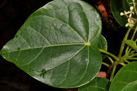 Image result for Hernandiaceae