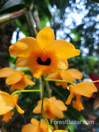 Image result for Thesium fimbriatum