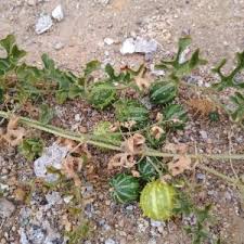 Image result for Cucumis bryoniifolius