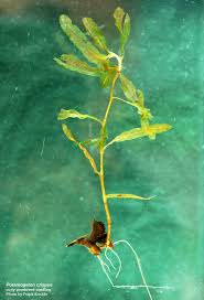 Image result for Potamogeton crispus