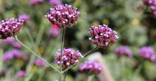 #verbena #verbania #plant #plants #flowers_super_pics… Vervain Verbena Benefits Uses And Side Effects