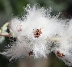 Image result for Eriocephalus luederitzianus