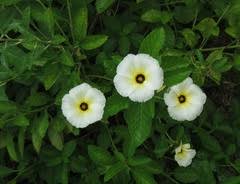 Image result for Viridivia suberosa