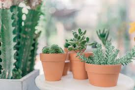 Not all sand can be used in your cactus potting mix. When Should You Really Water Your Succulents Succulent City