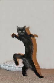 5 Easy Ways To Exercise Your Indoor Cat Cattime Cat Cattime Easy Exercise Indoor Ways 2020 Komik Hayvan Fotograflari Hayvan Mizahi Hayvanlar