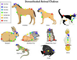 Printable 7 Chakra Animal Pet Chart For Reiki Hand Positions