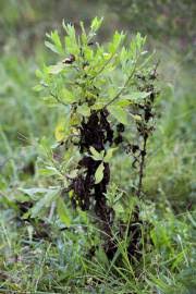 Image result for Laggera