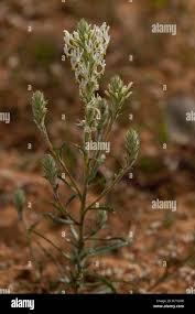 Image result for Hebenstretia