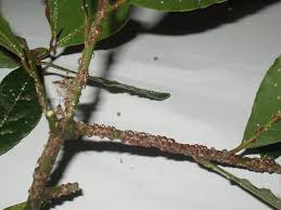 Bonjour joce573, désolé pur vos plantes.mais je crains que seul un bon insecticide pourrait, éventuellement, donner un résultat et encore. Cochenille Symptomes Lutte Biologique