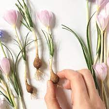 Paper Flower Class Pdf Video Crocus Flower Spring Bulb Paper Flower Tutorial Crocus Flower Paper Flowers Spring Paper Flowers