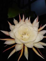 Pin On I Love India