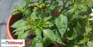 Biasanya lalat putih ni menyerang daun. Perbezaan Daun Cili Menjadi Kerinting Disebabkan Virus Dan Terlebih Baja Blog Cilibangi
