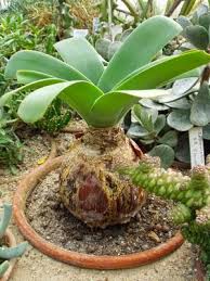 Image result for Ammocharis baumii