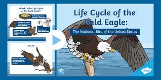 If you need professional help with completing any kind of homework, success essays is the right place to get it. Life Cycle Of A Bald Eagle Powerpoint Teacher Made