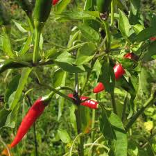 Image result for Capsicum frutescens