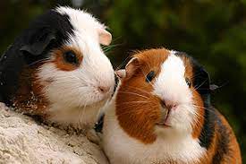 Content updated daily for animal certificates. Animal Behavior Institute Certificate Programs