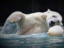 Les ours polaires pourraient disparaître d'ici à 2100, selon une étude publiée dans la revue nature climate change. Que Cache L Ours Polaire De Frederic Que Cache L Ours Polaire De Frederic Que Cache L Ours Polaire De Frederic L2zyyaworjlsvm Des Chercheurs Polonais Confirment Les Causes De La Mort