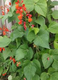 Image result for Phaseolus coccineus