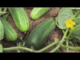 We did not find results for: Food Gardening How To Plant Cucumbers In A Garden Youtube