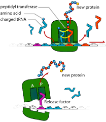 Translation Of Dna Initiation Elongation Termination