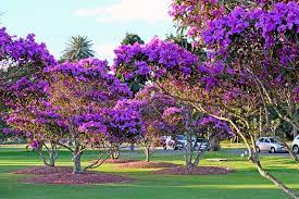 Shop our huge selection of flowering trees online with delivery right to your door. 548 Flowering Trees Australia Photos Free Royalty Free Stock Photos From Dreamstime