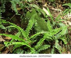 Image result for Asplenium normale