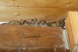 We will do the right thing at the right time. Rat Exterminator In Las Vegas Fischer S Rat Pest Control In Nevada