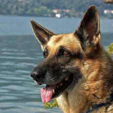 Profile for Michael E. Such