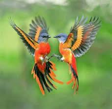 Beautiful Birds In Flight Images Bee Eater Bird Flying With Wings Up Yahoo Search Results Image Search Results Passaro Selvagem Aves Exoticas Fotografias De Aves