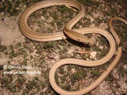 109 отметок «нравится», 6 комментариев — lucas (@lucas.holliday) в instagram: Lialis Burtonis The Reptile Database