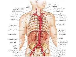 pin by pinkoo kitty on أسماء أجزاء جسم الإنسان