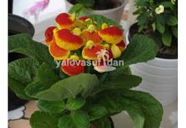 Oda sıcaklığının 12 derecenin altında olmamasına özen gösterin. Hanim Cantasi Cicegi Calceolaria 20 Cm Capi