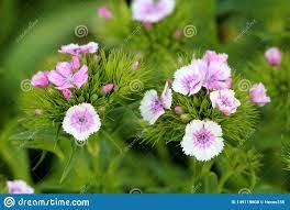Sweet William Or Dianthus Barbatus Young Flowering Plants With Light Pink Flowers And Green Leaves Planted In Light Pink Flowers Dianthus Barbatus Pink Flowers