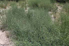 Image result for Helinus spartioides