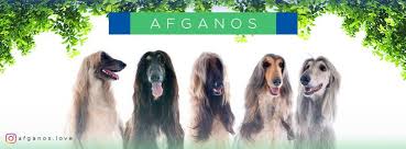 Las mujeres, en especial, temen el regreso al poder de los islamistas radicales. Afganos Home Facebook