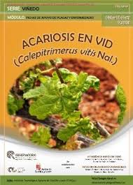 Image result for Calepitrimerus vitis