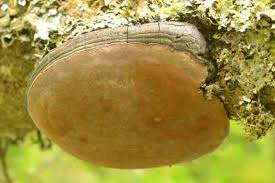 Image result for Phellinus igniarius