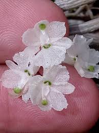 Image result for Microcoelia megalorrhiza