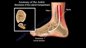 Tendons, foot and ankle and plantar | researchgate, the professional network for scientists. Anatomy Of The Foot Ankle Everything You Need To Know Dr Nabil Ebraheim Youtube
