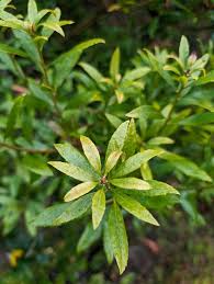 Image result for Myrica salicifolia