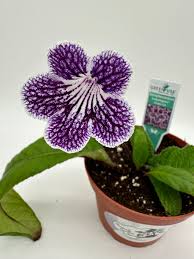 Image result for Streptocarpus goetzei