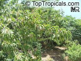 Image result for Cordia afra