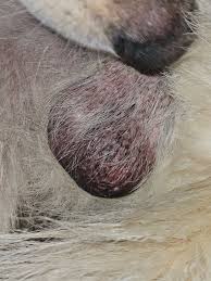Image result for scrotum dog skin peeling