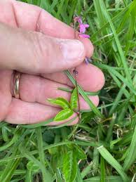 Image result for Desmodium incanum