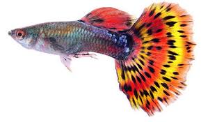 7 Aquarium And Pond Fish That Eat Mosquito Larvae But Not Tadpoles Control Household Pests In 2020 Guppy Fish Guppy Fish