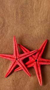 نجم البحر خلفيات متحركة for android apk download