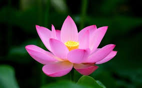 Where to order lotus flowers. Gift Pack Red Lotus Flower 100 Rs 5 Piece Sanna Exports Id 9008379933